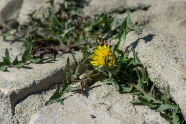 Taşların arasında büyüyen sarı karahindiba