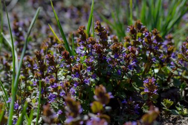 Güneşli bir günde küçük leylak çiçekleri