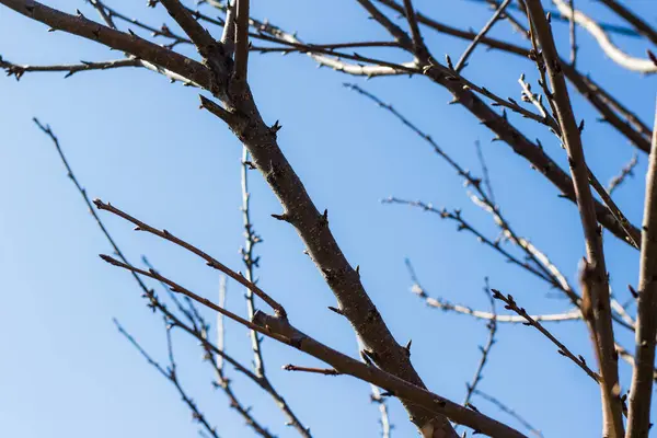 Γυμνά Κλαδιά Δέντρων Ενάντια Στον Γαλάζιο Ουρανό — Φωτογραφία Αρχείου