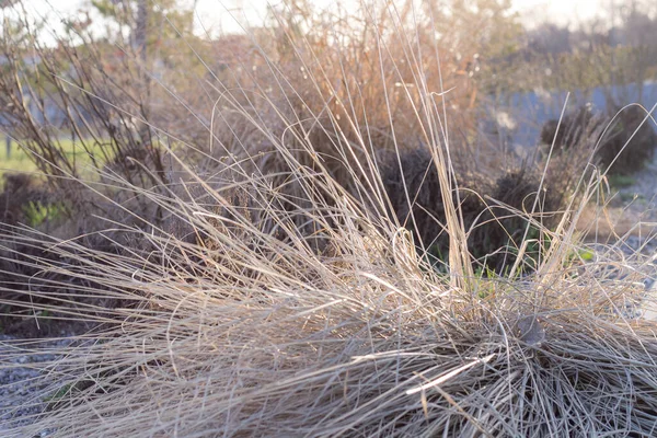 乾燥した草は太陽の下で育ち — ストック写真