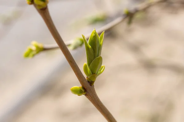 Jeunes Feuilles Ouvertes Vertes Sur Les Branches Des Arbres Printemps — Photo