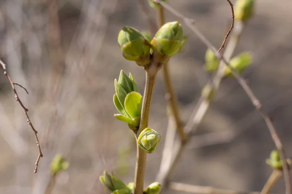 Jeunes Feuilles Ouvertes Vertes Sur Les Branches Des Arbres Printemps — Photo