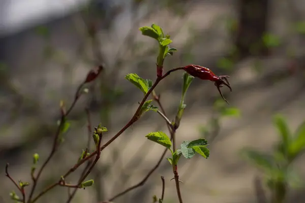 Jeunes Feuilles Ouvertes Vertes Sur Les Branches Des Arbres Printemps — Photo