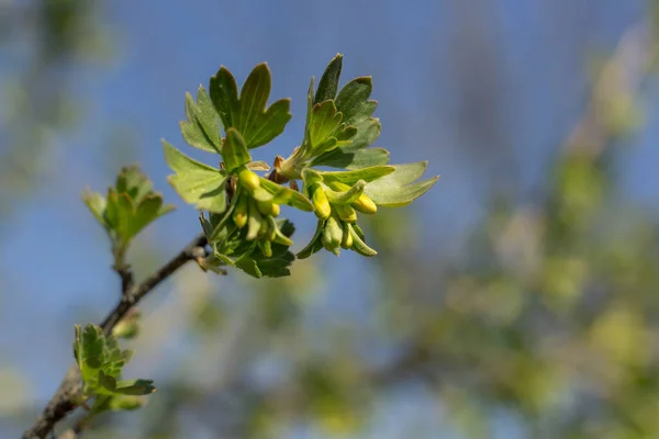 Jeunes Feuilles Ouvertes Vertes Sur Les Branches Des Arbres Printemps — Photo