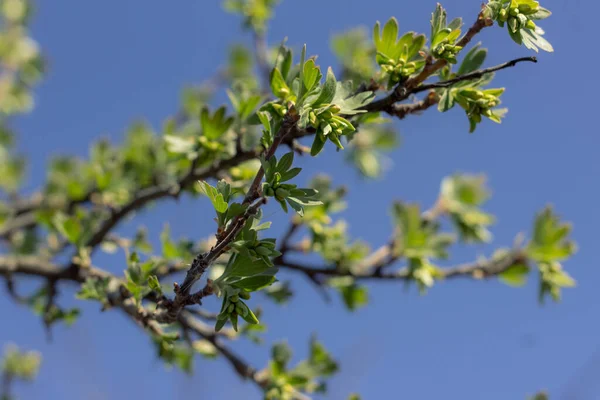 春に若い緑の葉が木の枝に現れ — ストック写真