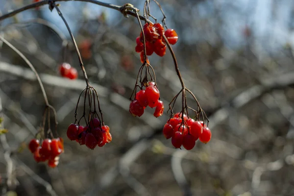 Ağaç dallarında kırmızı kurutulmuş viburnum
