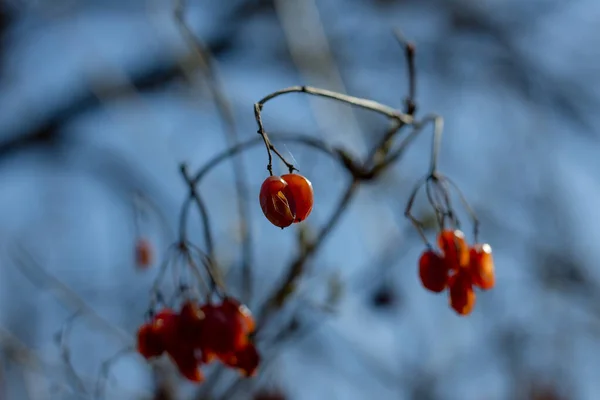 Ağaç Dallarında Kırmızı Kurutulmuş Viburnum — Stok fotoğraf