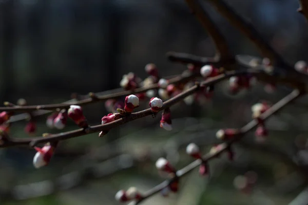 Bourgeon Floraison Fleurs Sur Les Arbres — Photo