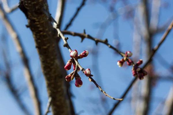 Bourgeon Floraison Fleurs Sur Les Arbres — Photo