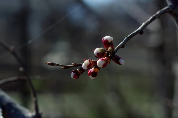 Bourgeon Floraison Fleurs Sur Les Arbres — Photo