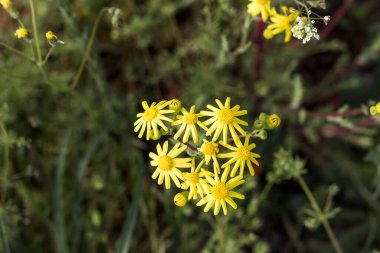 Sarı kır çiçekleri İlkbaharda bir açıklıkta