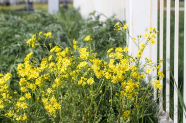 Sarı kır çiçekleri İlkbaharda bir açıklıkta