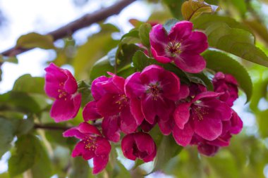 Baharda çiçek açan meyve ağaçları
