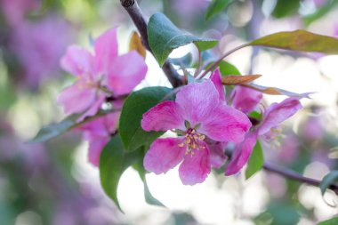 Baharda çiçek açan meyve ağaçları