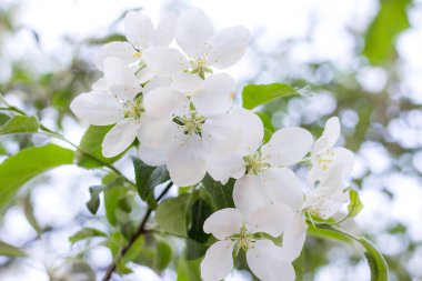 Baharda çiçek açan meyve ağaçları