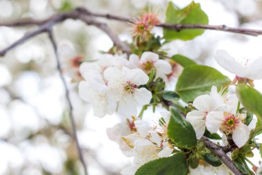 Baharda çiçek açan meyve ağaçları