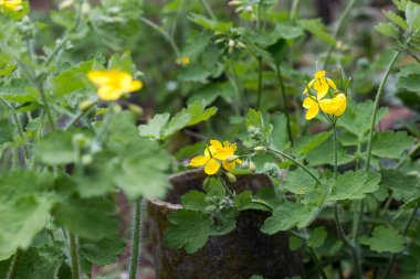 yeşil bitkiler baharda sarı küçük çiçeklerle açarlar.