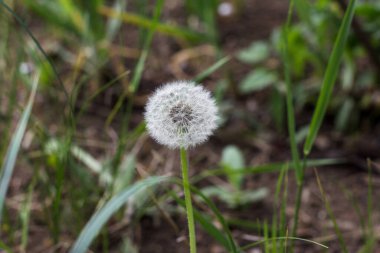 Beyaz tüylü karahindibalar tarlada