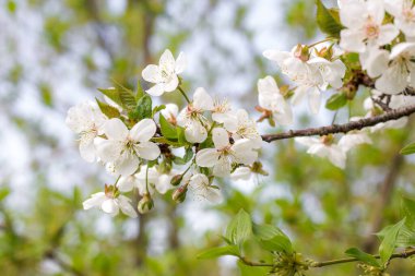 Baharda çiçek açan meyve ağaçları
