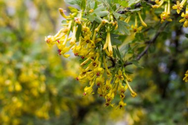 Çiçekli orman üzümü sarı çiçekler