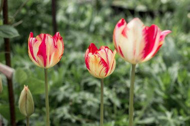 Baharda yakın planda parlak renkli laleler.