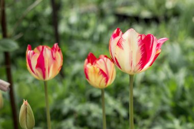 Baharda yakın planda parlak renkli laleler.