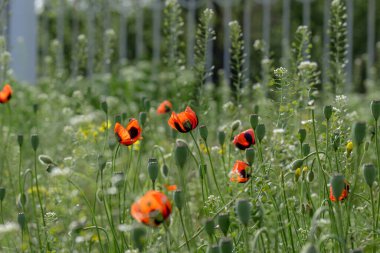 Arazide açan kırmızı gelincikler