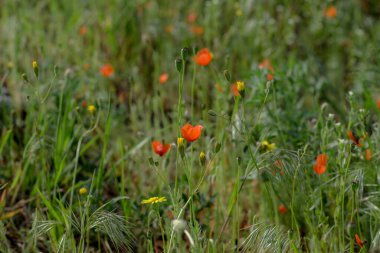 Arazide açan kırmızı gelincikler