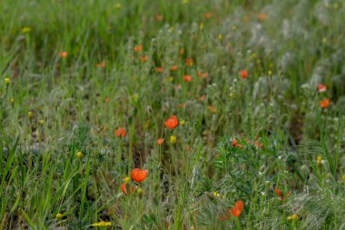 Arazide açan kırmızı gelincikler