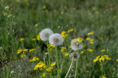 Beyaz tüylü karahindibalar tarlada