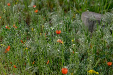 Arazide açan kırmızı gelincikler