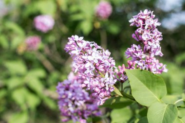 Mayısta baharda açan leylak