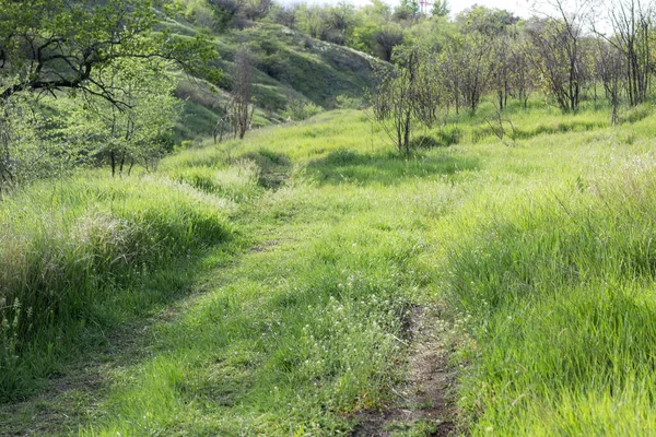 Path Hills Green Valley — Stock Photo, Image