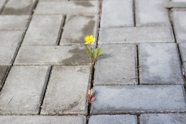 Yellow Flower Grows Paving Slabs Royalty Free Stock Images