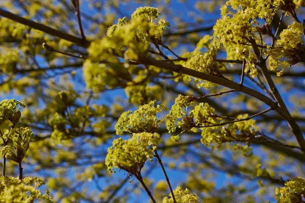 Un arce floreciente en primavera — Foto de Stock