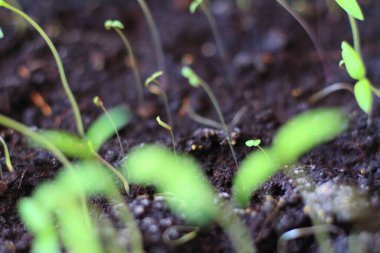 Pencere kenarındaki köyde fidanlar