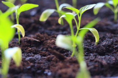 Pencere kenarındaki köyde fidanlar