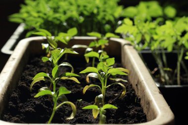 Pencere kenarındaki plastik kaplarda fidanlar