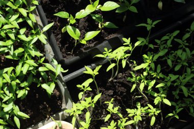 Pencere kenarındaki plastik kaplarda fidanlar