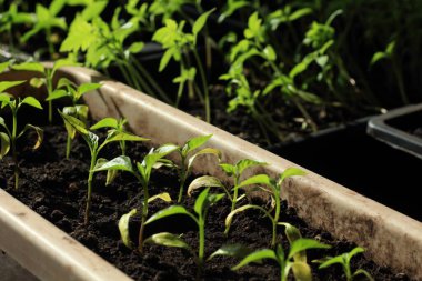 Pencere kenarındaki plastik kaplarda fidanlar