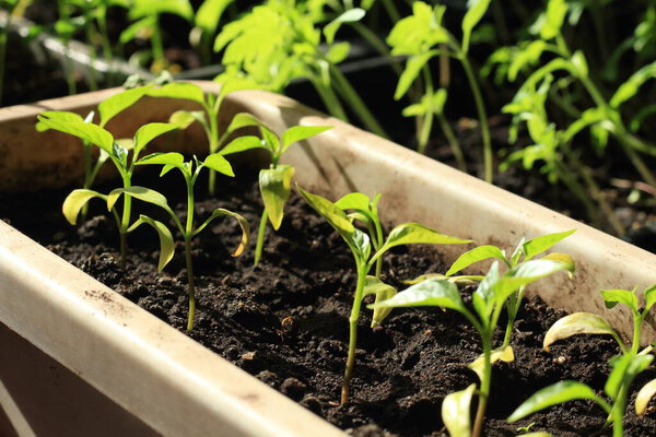 seedlings in plastic pots on the windowsill