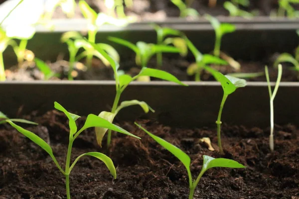 Semis Dans Des Pots Plastique Sur Rebord Fenêtre — Photo