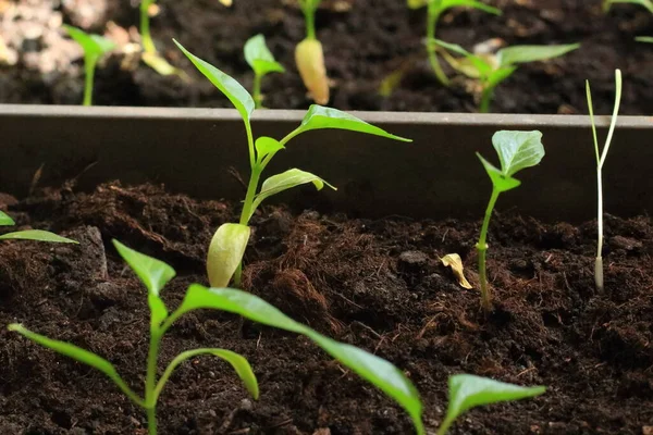 Semis Dans Des Pots Plastique Sur Rebord Fenêtre — Photo