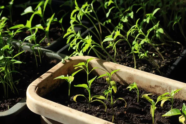 Plantor Plastkrukor Fönsterbrädan — Stockfoto