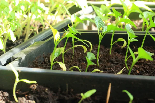 Semis Dans Des Pots Plastique Sur Rebord Fenêtre — Photo