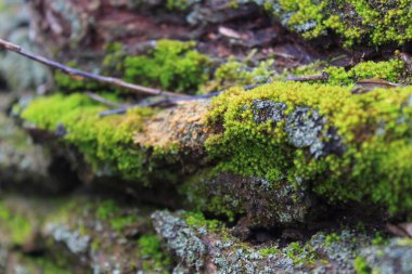 Ağaç kabuğu dokusu, ormanda büyüyen yosun.