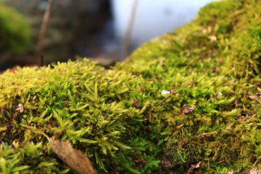 Ağaç kabuğu dokusu, ormanda büyüyen yosun.