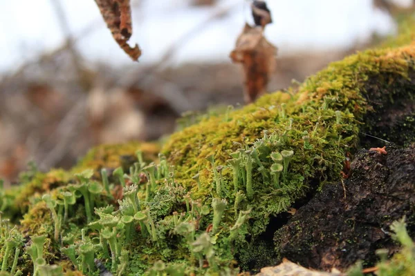 Écorce Arbre Texture Mousse Poussant Dans Forêt — Photo