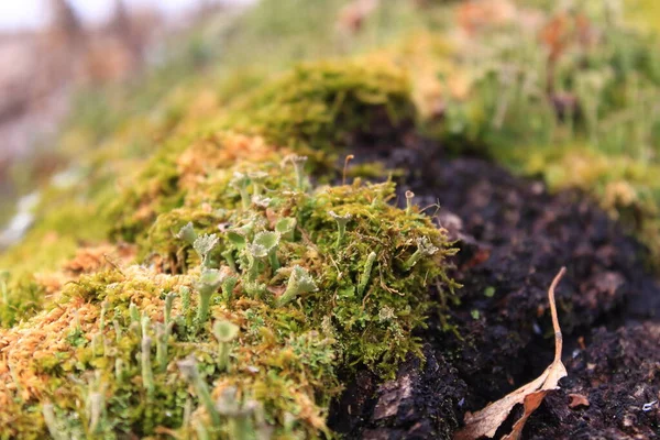 Écorce Arbre Texture Mousse Poussant Dans Forêt — Photo