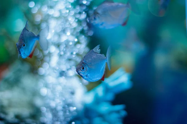 一个有鱼和珊瑚的海洋水族馆 — 图库照片